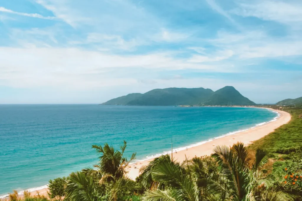 Uma vista aérea ou de um mirante mostrando uma baía em forma de arco, com areia clara, mar em tons de turquesa e azul profundo, e vegetação exuberante (Mata Atlântica) na orla. Ao longe, uma grande montanha verdejante se estende sobre o oceano, caracterizando a paisagem das praias de Florianópolis e sua combinação única de ilha e continente.