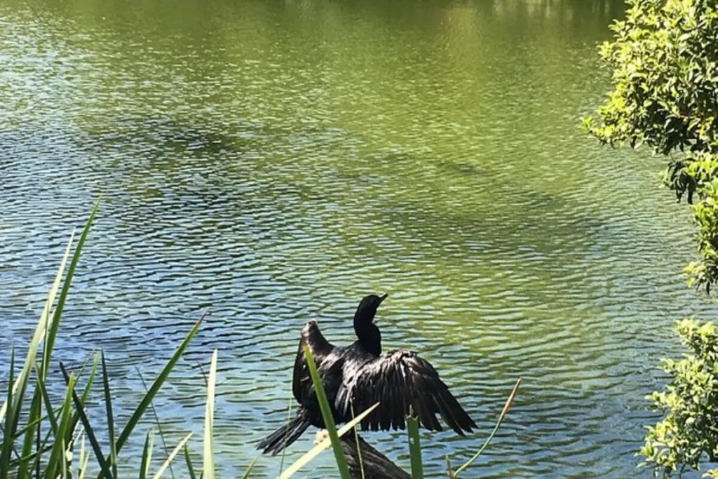 Pássaro preto com as asas abertas à beira de um lago verde, representando a fauna encontrada em um Jardim Botânico.