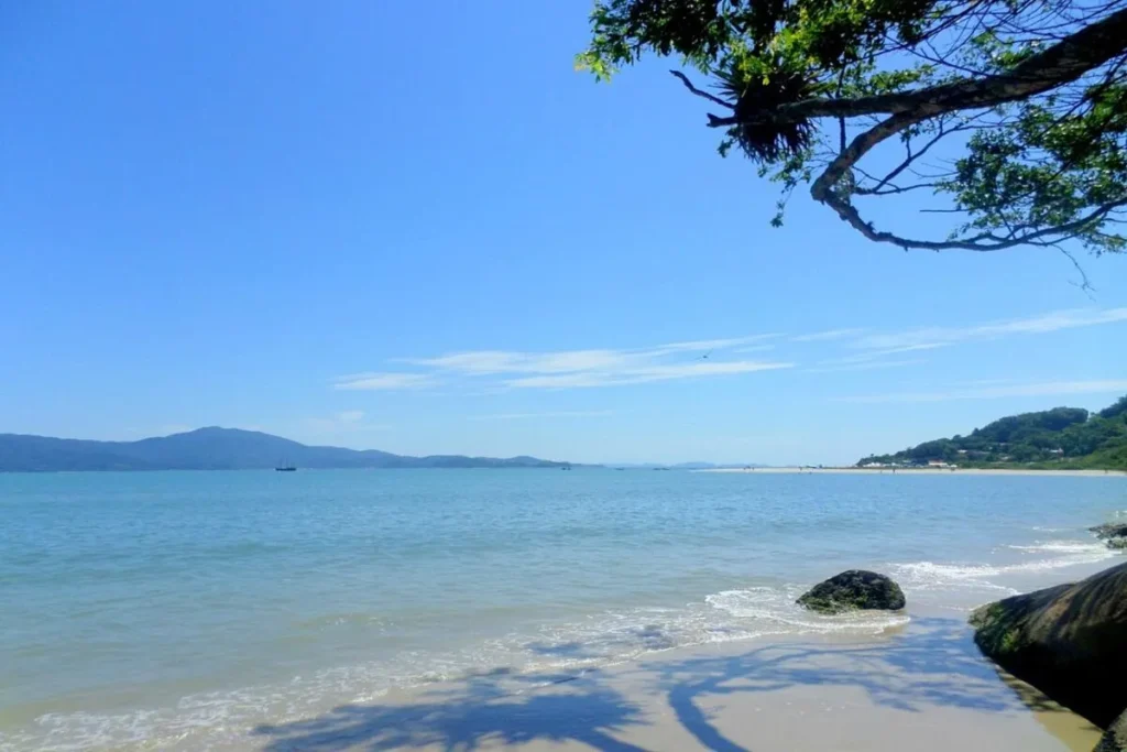 Uma vista panorâmica da Praia do Forte em Florianópolis, Santa Catarina, com areia clara, mar calmo e um céu azul vibrante. A imagem mostra a tranquilidade da praia, com a água em tons de azul e verde, e a vegetação nativa na margem direita. Na parte inferior da foto, há um grande galho de árvore que projeta uma sombra sobre a areia, e algumas pedras grandes. Ao fundo, pequenas embarcações flutuam na água e colinas cobertas de mata se estendem ao longo da costa, sob um céu quase sem nuvens.