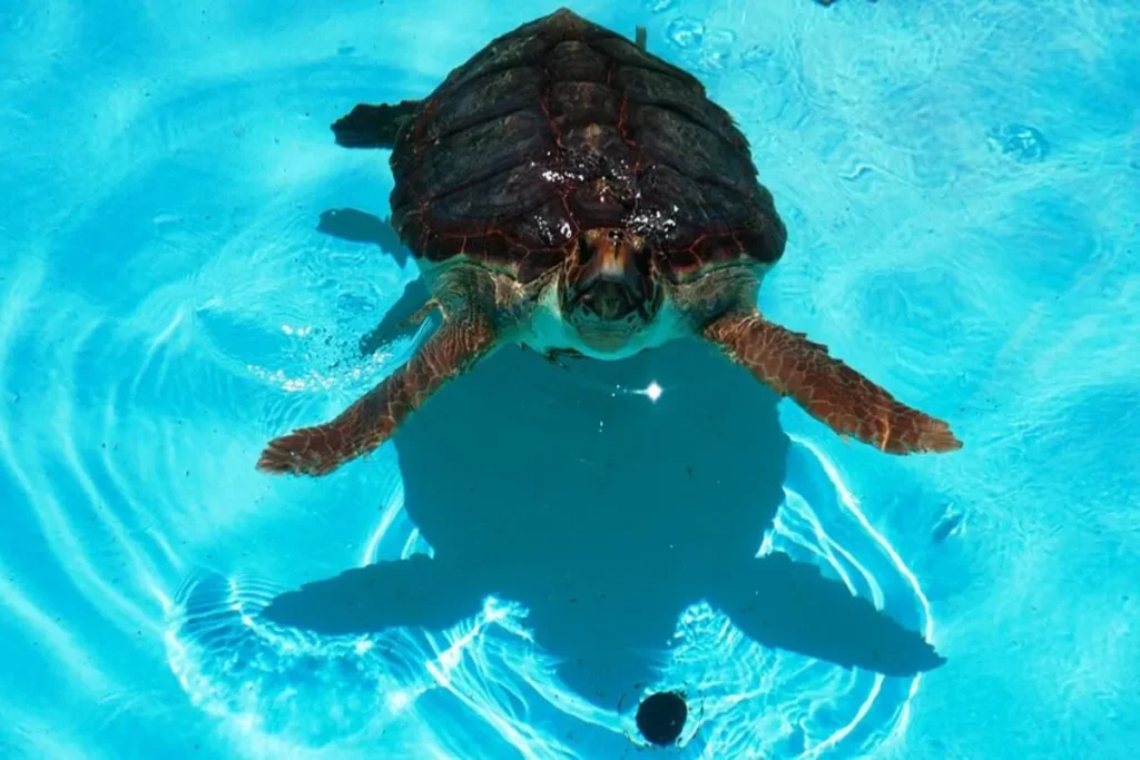 Uma tartaruga-cabeçuda flutua na superfície de uma piscina de água azul-clara, com seu casco e patas visíveis, em uma das bases de conservação do Projeto Tamar.